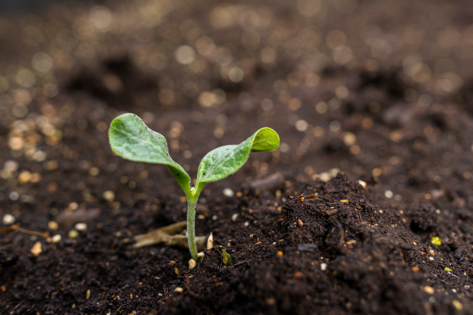 Seedlings are growing from the fertile soil