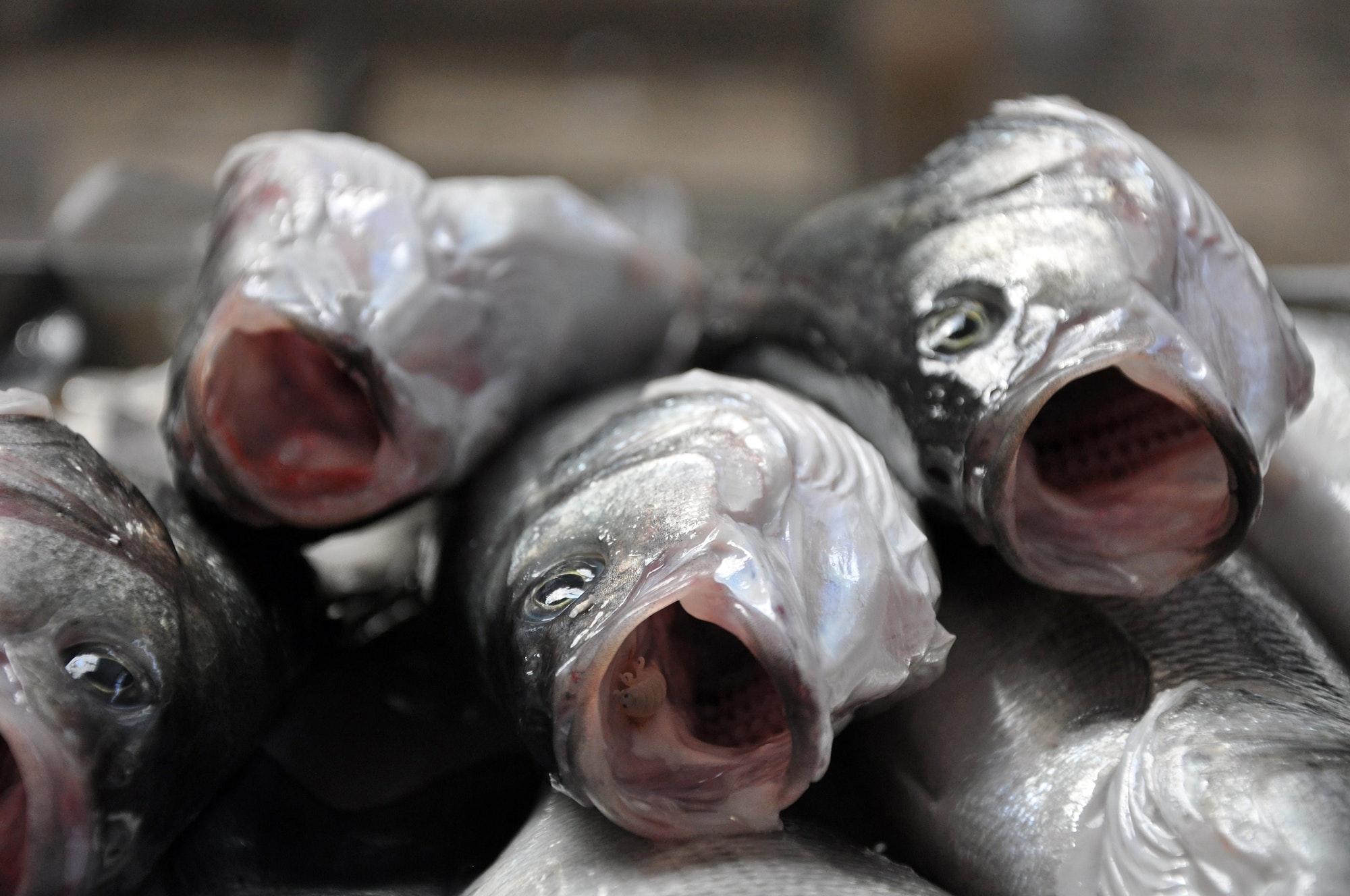 Fresh fish in a fish market